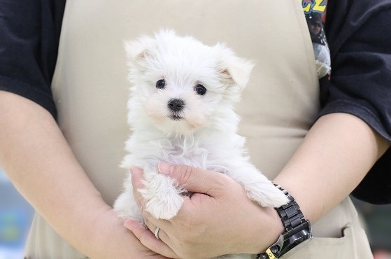 埼玉県のマルチーズ (かねだい草加店/2026年1月8日生まれ/女の子/ホワイト)の子犬の1枚目の画像