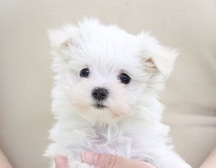 埼玉県のマルチーズ (かねだい草加店/2026年1月8日生まれ/女の子/ホワイト)の子犬の2枚目の画像