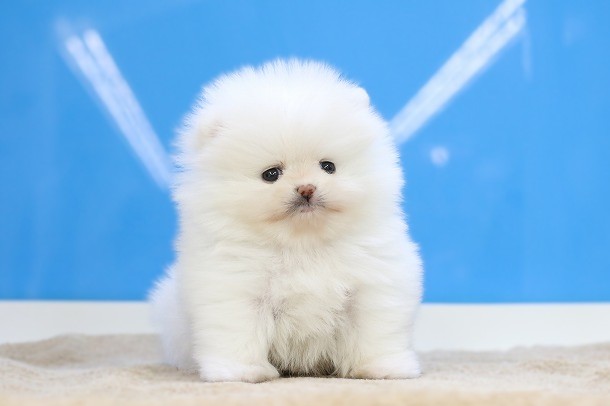 埼玉県のポメラニアン (かねだい草加店/2026年1月12日生まれ/男の子/ホワイト)の子犬の1枚目の画像