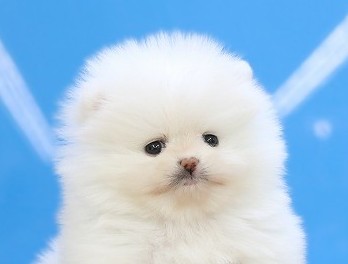 埼玉県のポメラニアン (かねだい草加店/2026年1月12日生まれ/男の子/ホワイト)の子犬の2枚目の画像