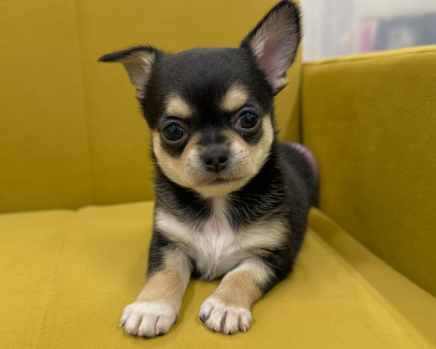 群馬県のチワワ(ロング) (かねだいペットトライアル前橋/2026年1月13日生まれ/女の子/ブラックタンホワイト)の子犬の3枚目の画像