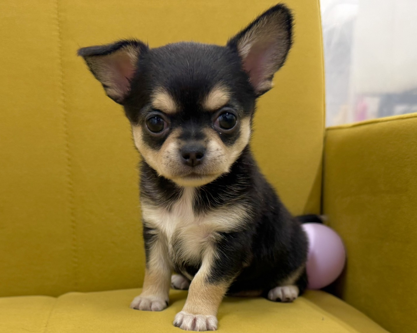 群馬県のチワワ(ロング) (かねだいペットトライアル前橋/2026年1月13日生まれ/女の子/ブラックタンホワイト)の子犬の2枚目の画像