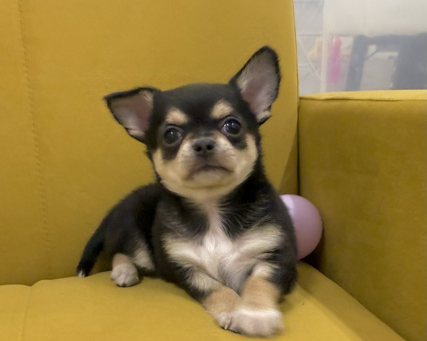 群馬県のチワワ(ロング) (かねだいペットトライアル前橋/2026年1月13日生まれ/女の子/ブラックタンホワイト)の子犬の4枚目の画像