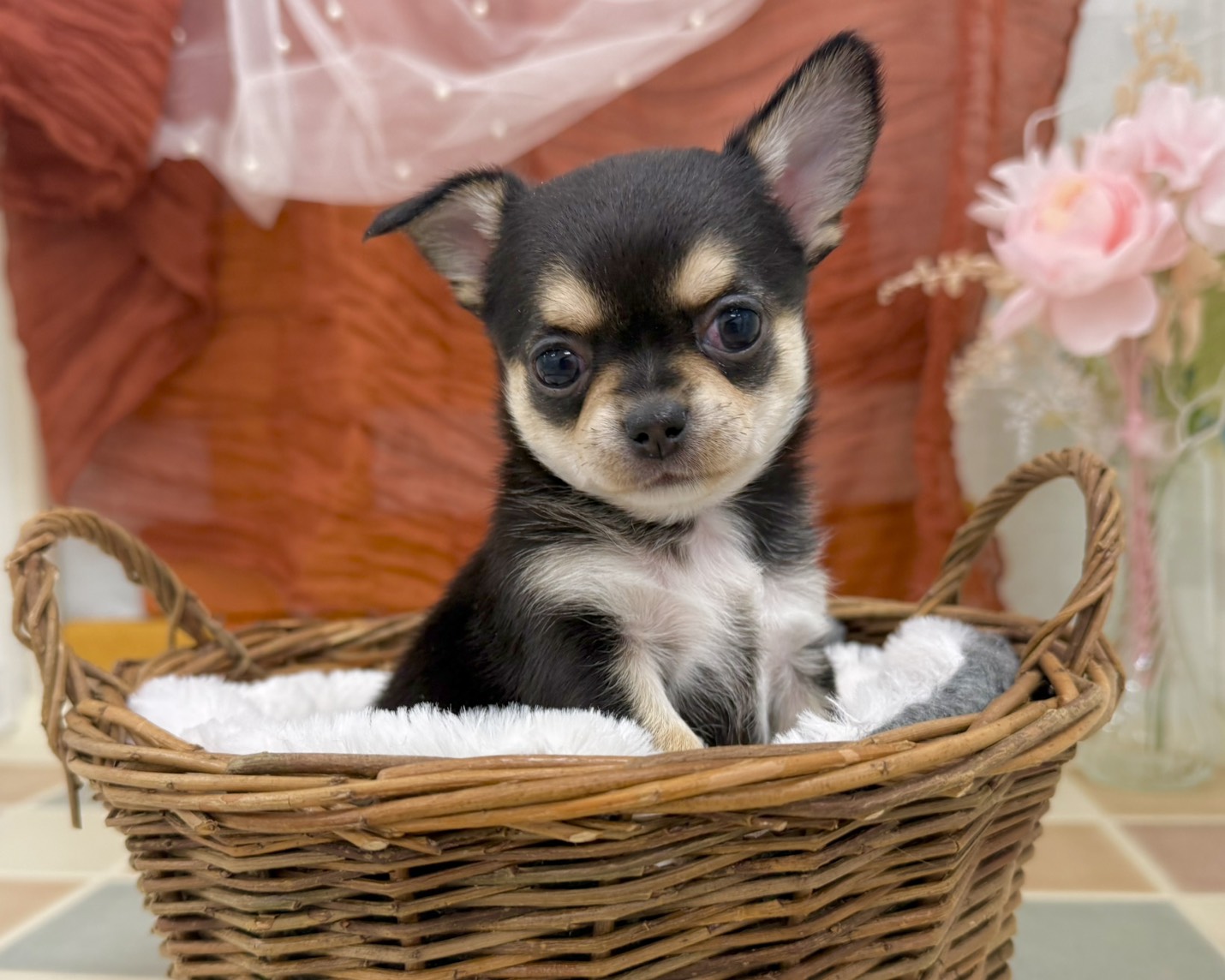群馬県のチワワ(ロング) (かねだいペットトライアル前橋/2026年1月13日生まれ/女の子/ブラックタンホワイト)の子犬の1枚目の画像