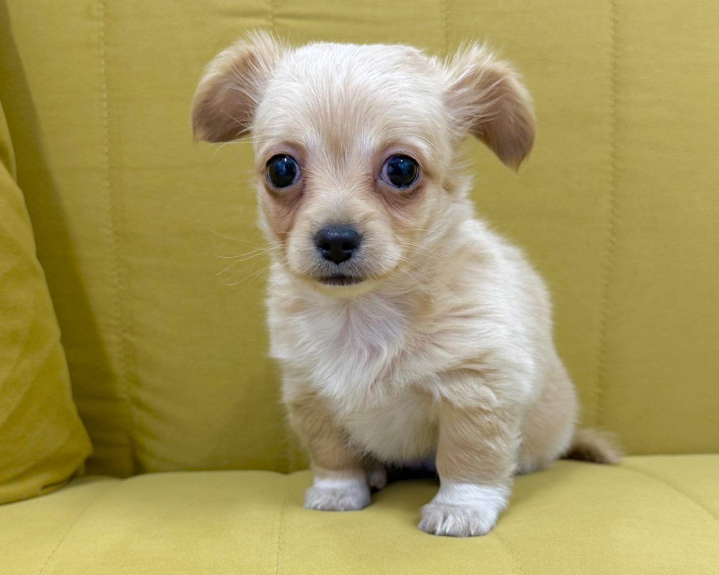 群馬県のチワックス(チワワ×ダックス) (かねだいペットトライアル前橋/2026年1月13日生まれ/女の子/ゴールド)の子犬の4枚目の画像