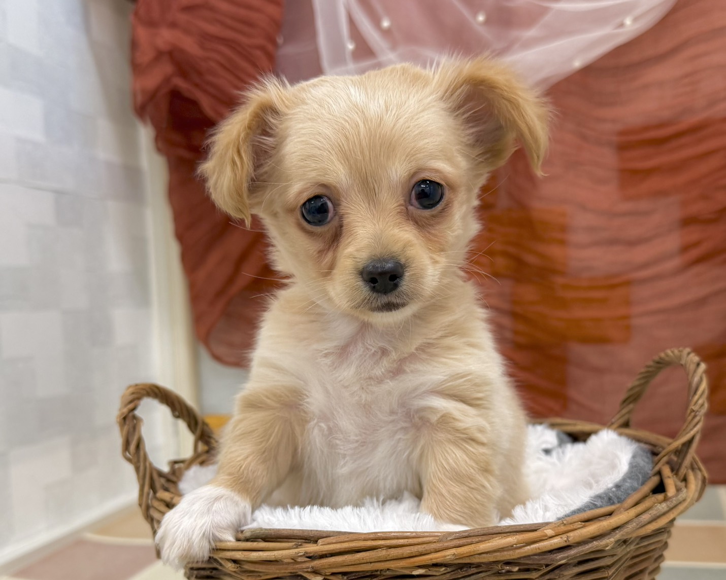 群馬県のチワックス(チワワ×ダックス) (かねだいペットトライアル前橋/2026年1月13日生まれ/女の子/ゴールド)の子犬の2枚目の画像
