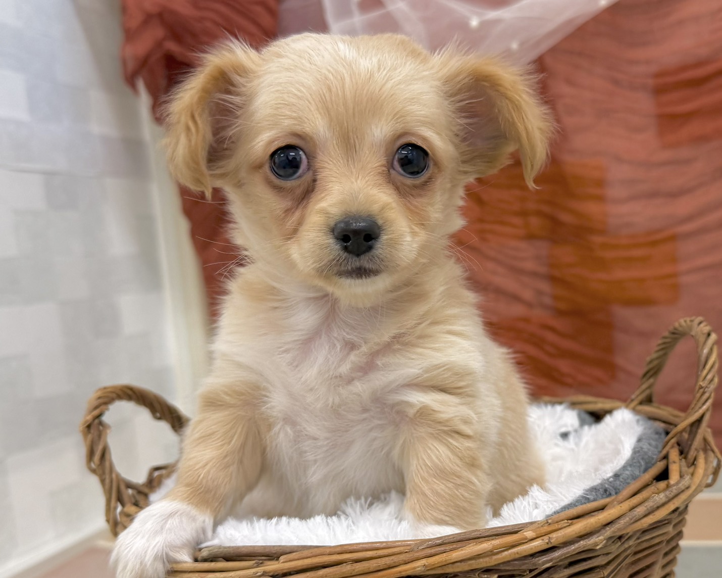 群馬県のチワックス(チワワ×ダックス) (かねだいペットトライアル前橋/2026年1月13日生まれ/女の子/ゴールド)の子犬の1枚目の画像