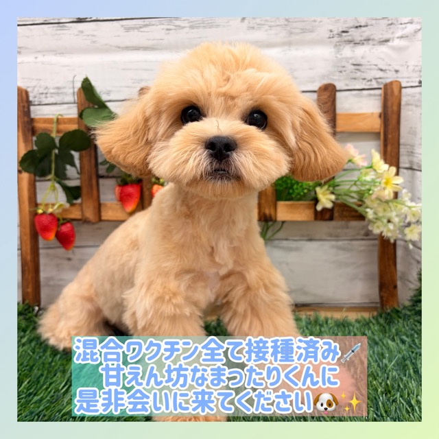 埼玉県のペキプー(ペキニーズ×プードル) (かねだい所沢店/2025年11月16日生まれ/男の子/アプリコット)の子犬の1枚目の画像