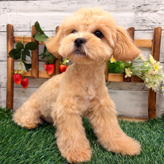 埼玉県のペキプー(ペキニーズ×プードル) (かねだい所沢店/2025年11月16日生まれ/男の子/アプリコット)の子犬の3枚目の画像