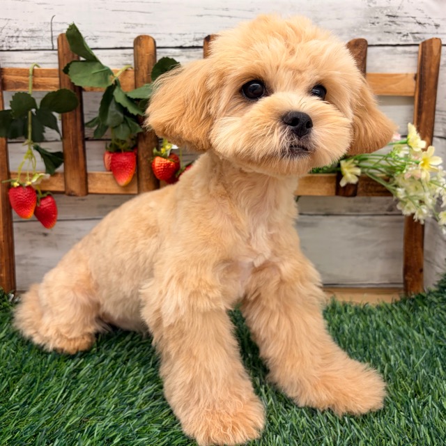 埼玉県のペキプー(ペキニーズ×プードル) (かねだい所沢店/2025年11月16日生まれ/男の子/アプリコット)の子犬の4枚目の画像