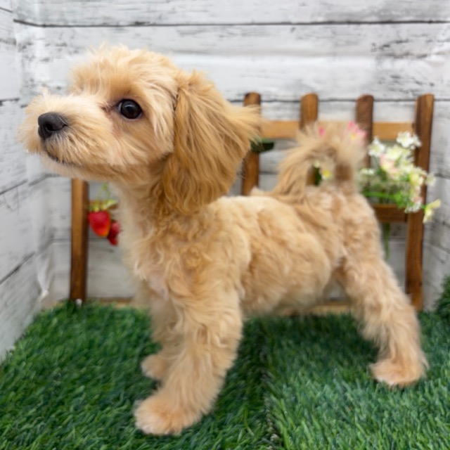 埼玉県のマルプー(マルチーズ×プードル) (かねだい所沢店/2025年11月22日生まれ/男の子/その他色)の子犬の2枚目の画像