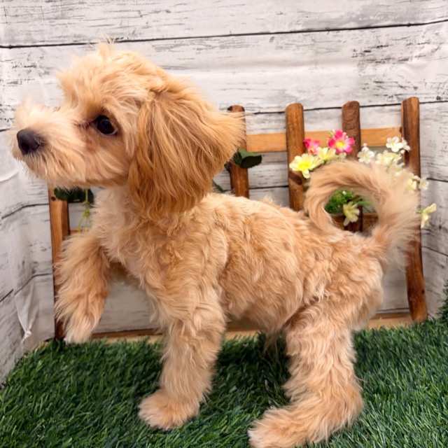 埼玉県のマルプー(マルチーズ×プードル) (かねだい所沢店/2025年11月22日生まれ/男の子/その他色)の子犬の3枚目の画像