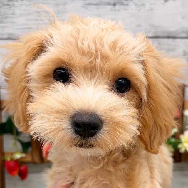 埼玉県のマルプー(マルチーズ×プードル) (かねだい所沢店/2025年11月22日生まれ/男の子/その他色)の子犬の4枚目の画像