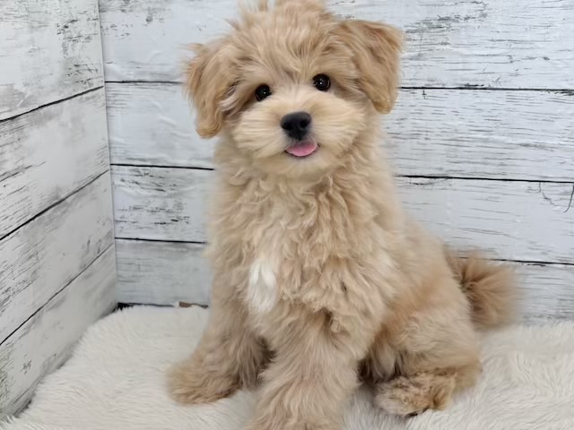 新潟県のマルプー(マルチーズ×プードル) (かねだいペットトライアル魚沼/2025年11月10日生まれ/男の子/アプリコット)の子犬の1枚目の画像