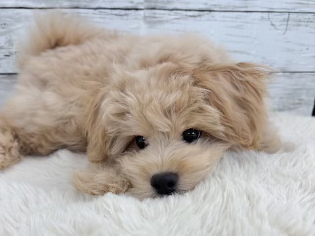 新潟県のマルプー(マルチーズ×プードル) (かねだいペットトライアル魚沼/2025年11月10日生まれ/男の子/アプリコット)の子犬の2枚目の画像