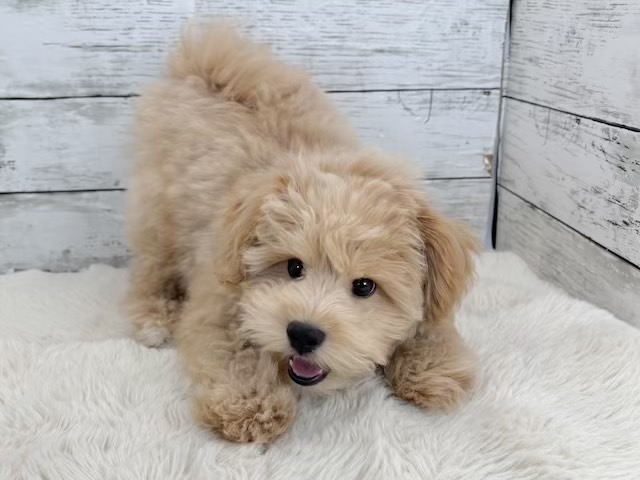 新潟県のマルプー(マルチーズ×プードル) (かねだいペットトライアル魚沼/2025年11月10日生まれ/男の子/アプリコット)の子犬の3枚目の画像