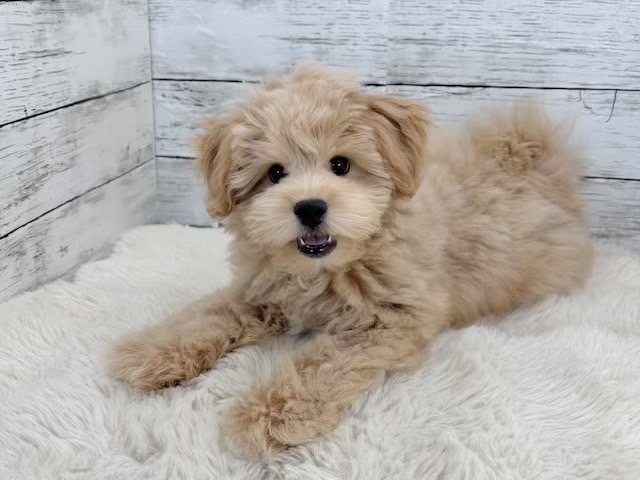 新潟県のマルプー(マルチーズ×プードル) (かねだいペットトライアル魚沼/2025年11月10日生まれ/男の子/アプリコット)の子犬の4枚目の画像
