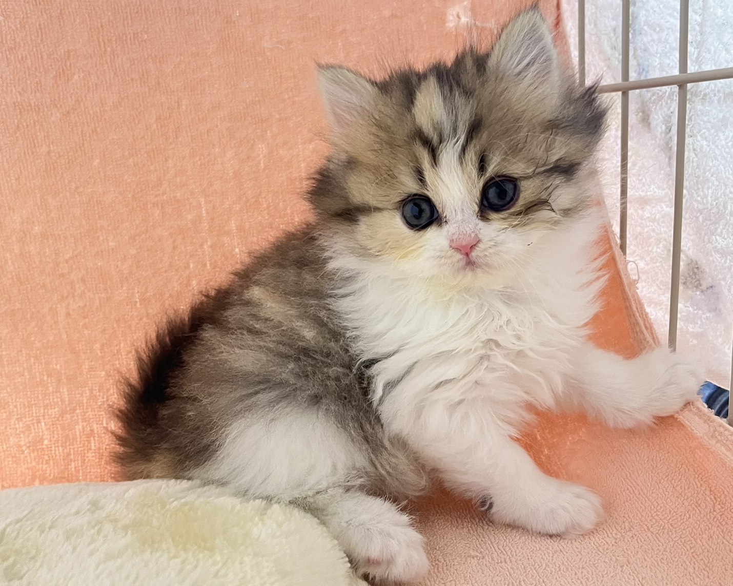 群馬県のハーフ猫・ミックス猫 (かねだいペットトライアル前橋/2026年1月20日生まれ/女の子/ブラウンタビーホワイト)の子猫の1枚目の画像