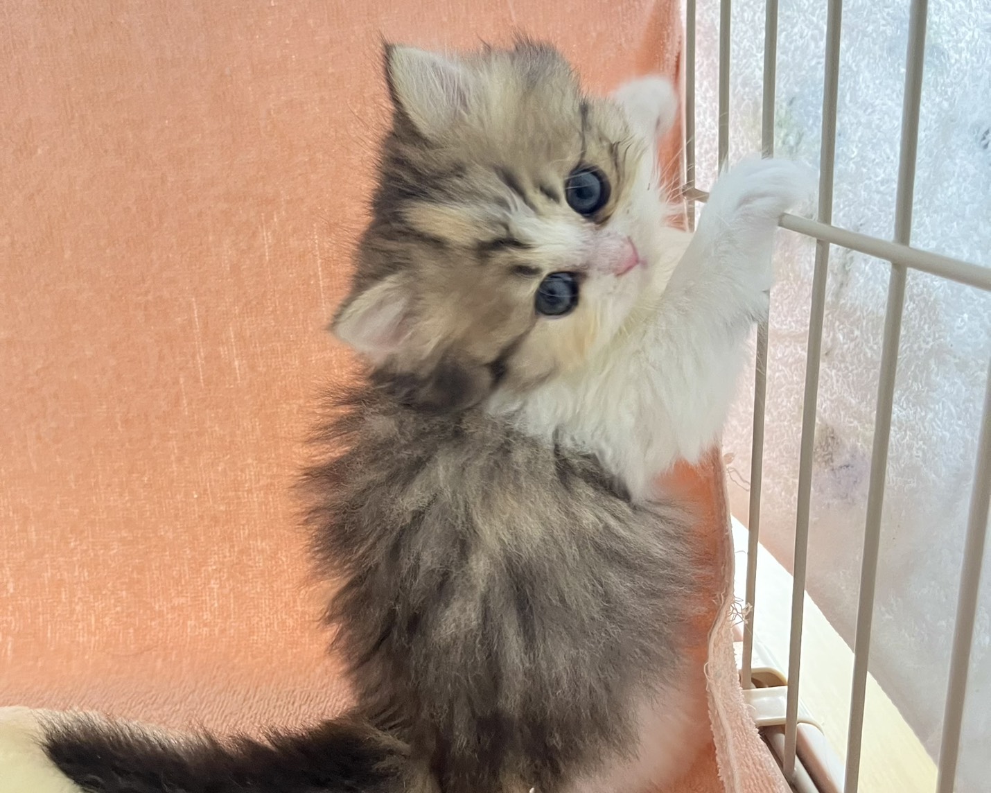 群馬県のハーフ猫・ミックス猫 (かねだいペットトライアル前橋/2026年1月20日生まれ/女の子/ブラウンタビーホワイト)の子猫の2枚目の画像