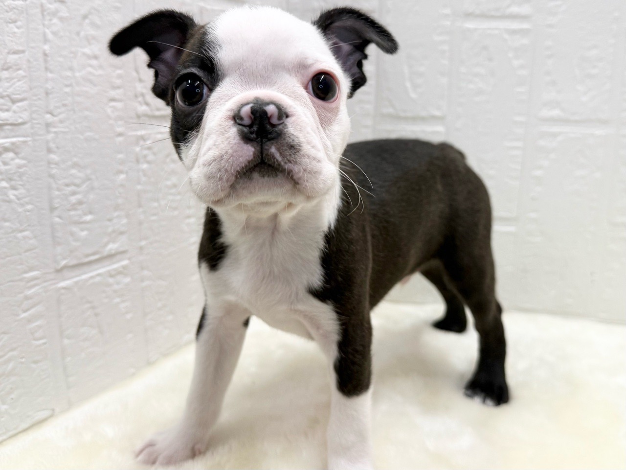 東京都のボストンテリア (かねだい青梅店/2025年12月20日生まれ/男の子/ボストンカラー)の子犬の1枚目の画像