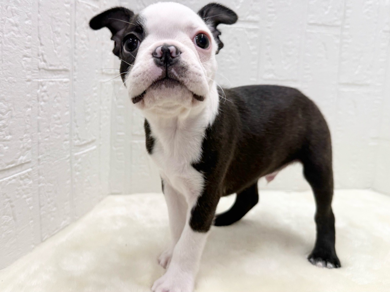 東京都のボストンテリア (かねだい青梅店/2025年12月20日生まれ/男の子/ボストンカラー)の子犬の2枚目の画像