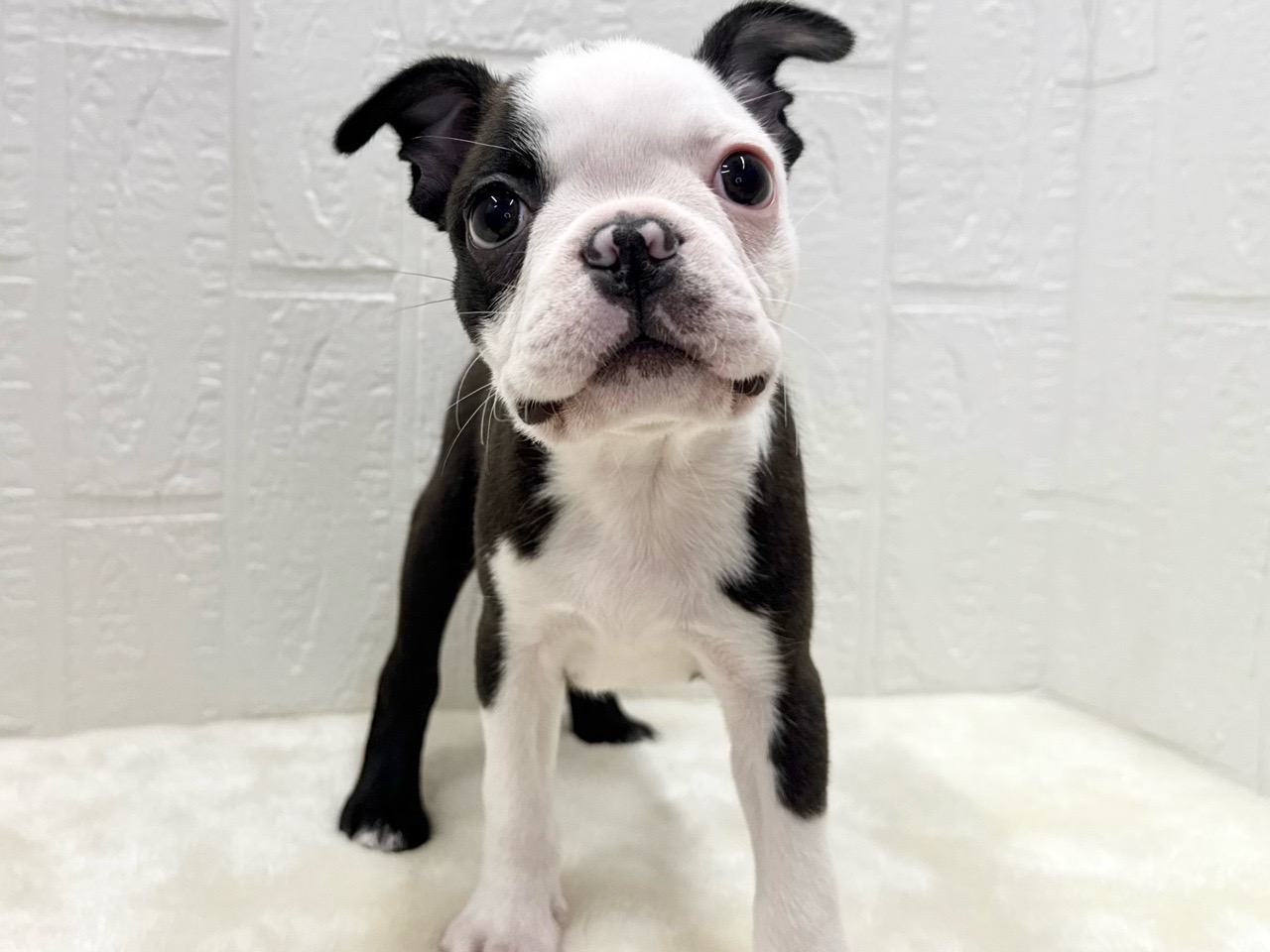 東京都のボストンテリア (かねだい青梅店/2025年12月20日生まれ/男の子/ボストンカラー)の子犬の3枚目の画像