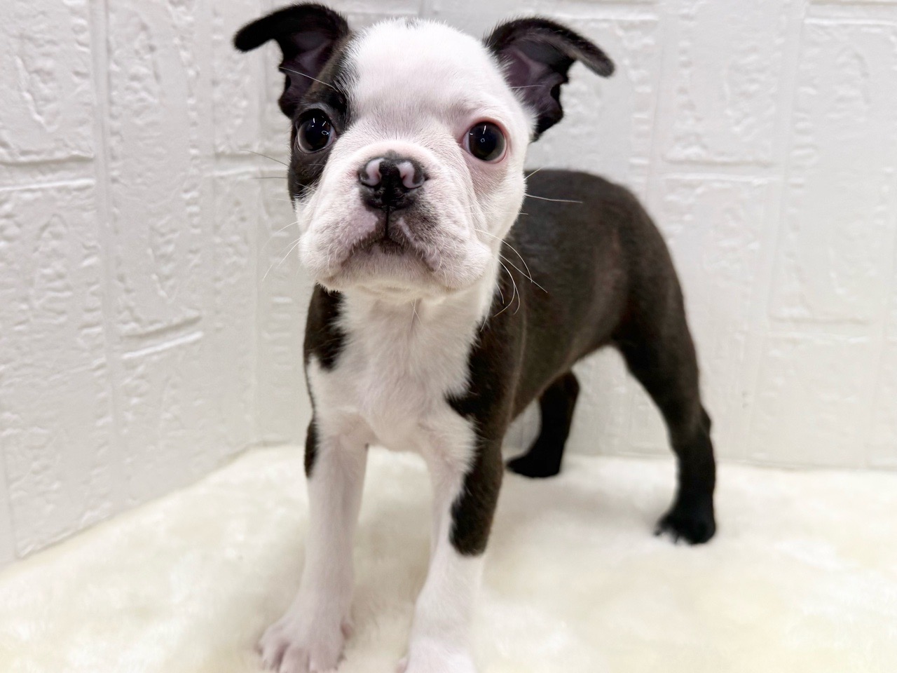 東京都のボストンテリア (かねだい青梅店/2025年12月20日生まれ/男の子/ボストンカラー)の子犬の4枚目の画像
