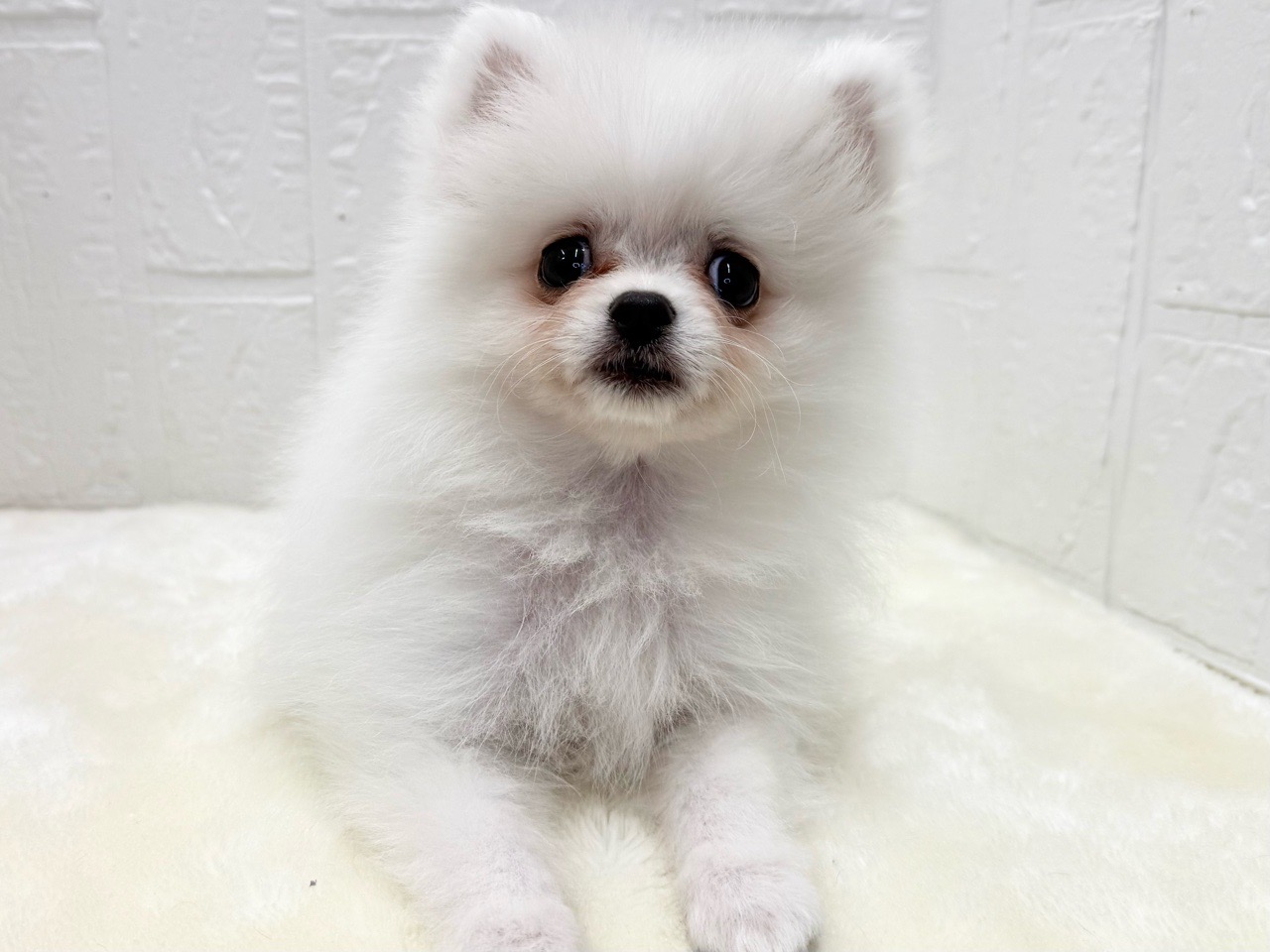 東京都のペキポメ/ポメペキ(ペキニーズ×ポメラニアン) (かねだい青梅店/2025年12月23日生まれ/女の子/ホワイト)の子犬の1枚目の画像