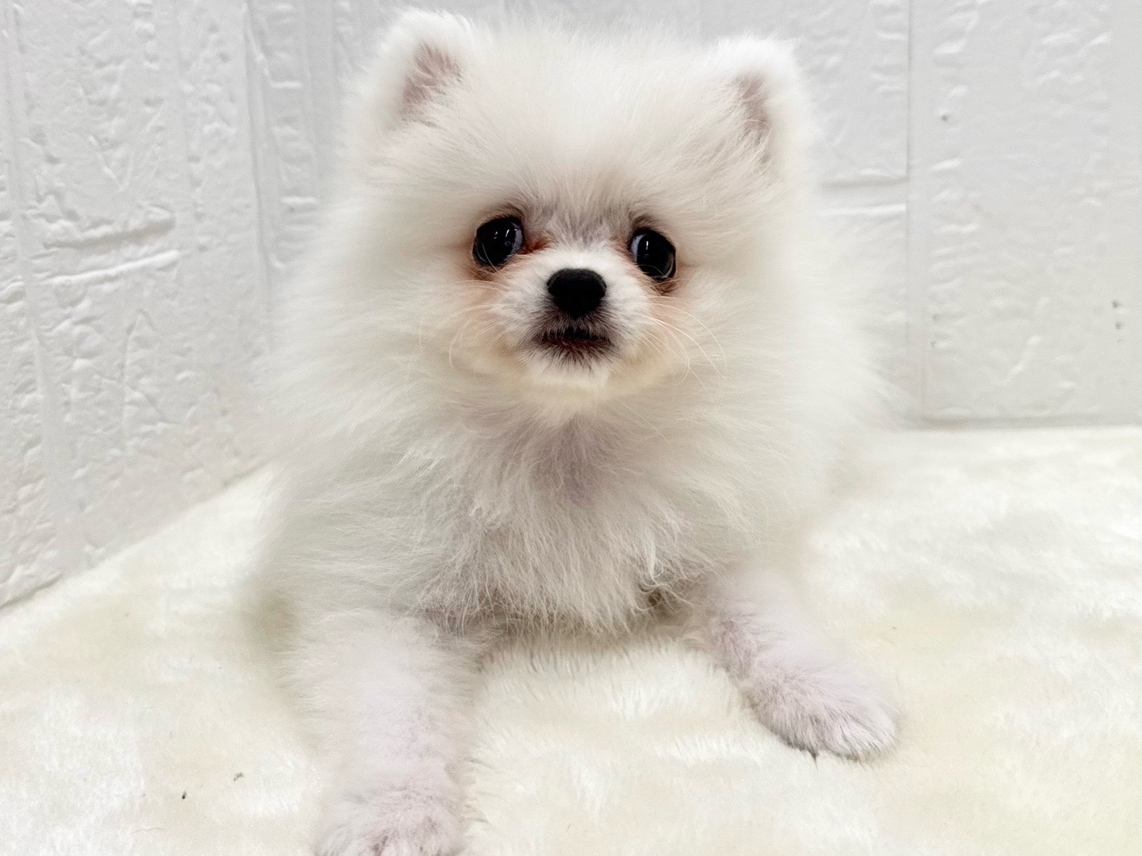 東京都のペキポメ/ポメペキ(ペキニーズ×ポメラニアン) (かねだい青梅店/2025年12月23日生まれ/女の子/ホワイト)の子犬の2枚目の画像