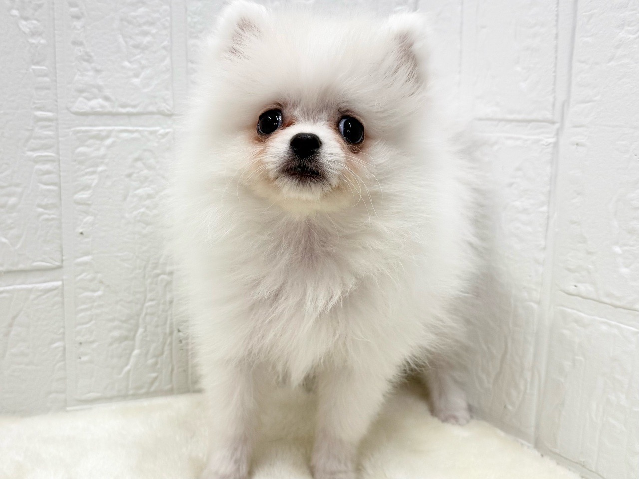 東京都のペキポメ/ポメペキ(ペキニーズ×ポメラニアン) (かねだい青梅店/2025年12月23日生まれ/女の子/ホワイト)の子犬の3枚目の画像