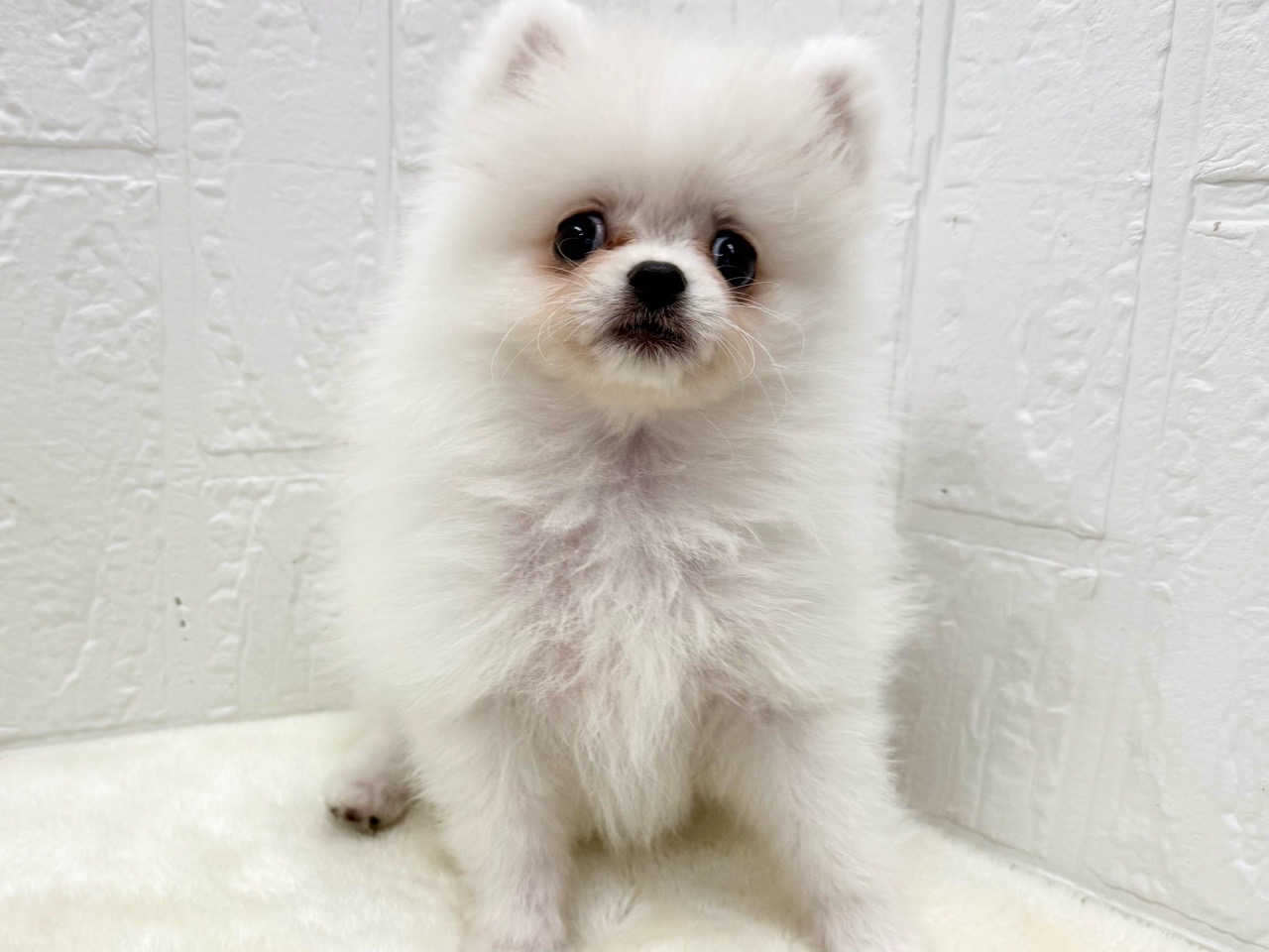 東京都のペキポメ/ポメペキ(ペキニーズ×ポメラニアン) (かねだい青梅店/2025年12月23日生まれ/女の子/ホワイト)の子犬の4枚目の画像