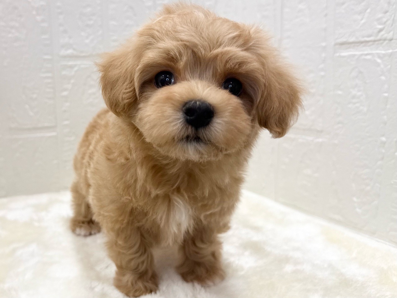 東京都のマルプー(マルチーズ×プードル) (かねだい青梅店/2025年12月31日生まれ/男の子/アプリコット)の子犬の2枚目の画像