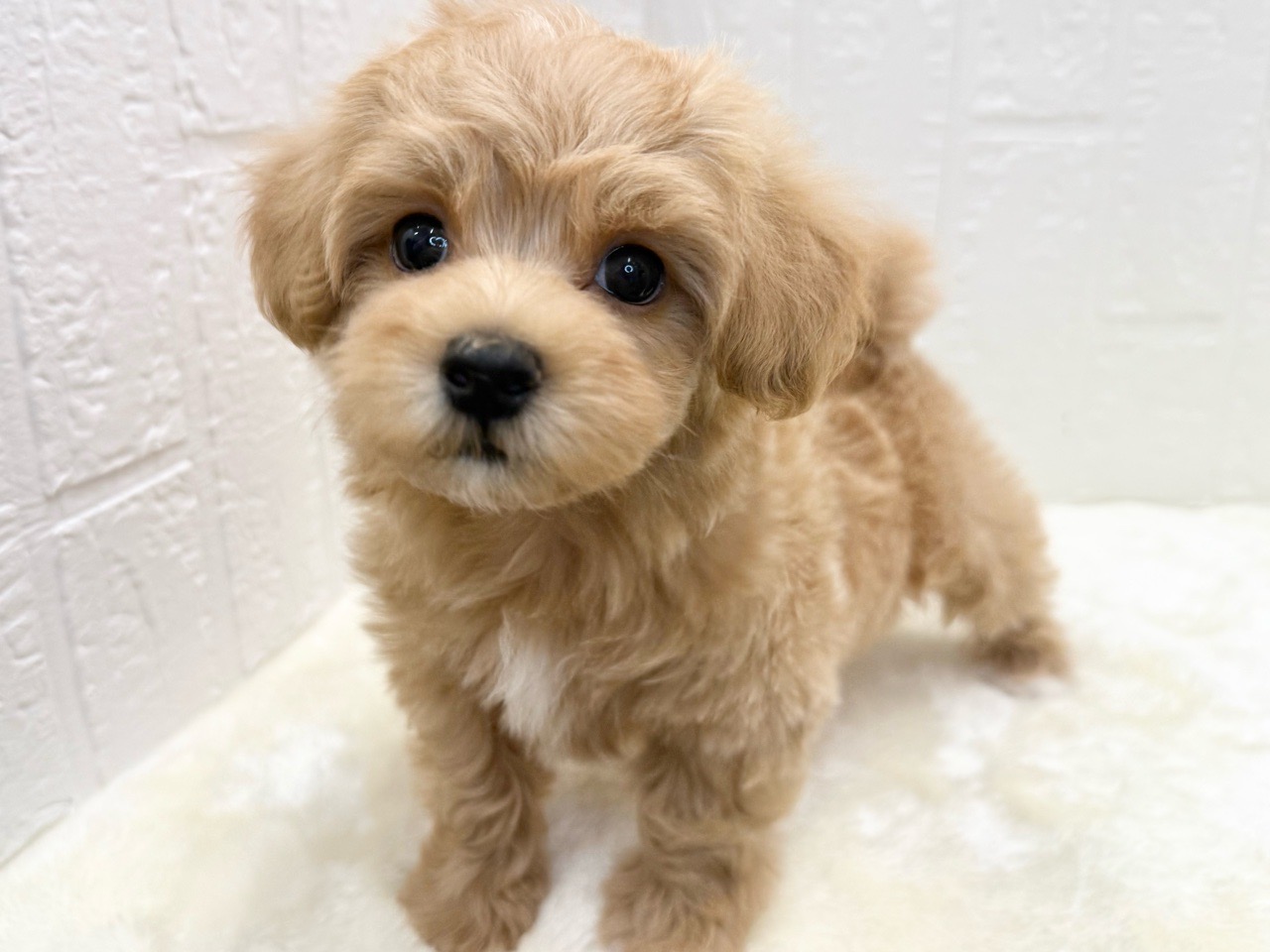 東京都のマルプー(マルチーズ×プードル) (かねだい青梅店/2025年12月31日生まれ/男の子/アプリコット)の子犬の3枚目の画像