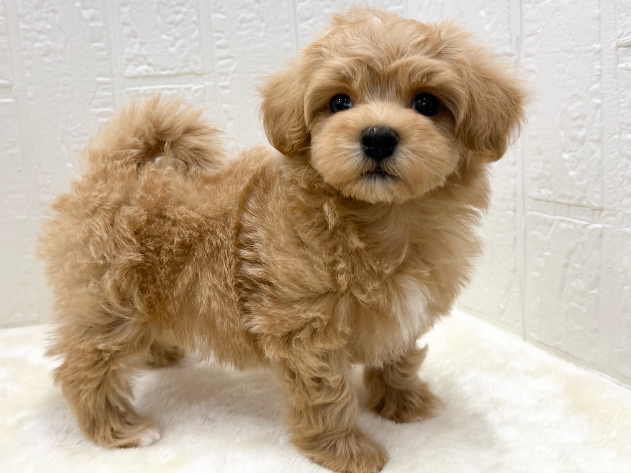 東京都のマルプー(マルチーズ×プードル) (かねだい青梅店/2025年12月31日生まれ/男の子/アプリコット)の子犬の4枚目の画像