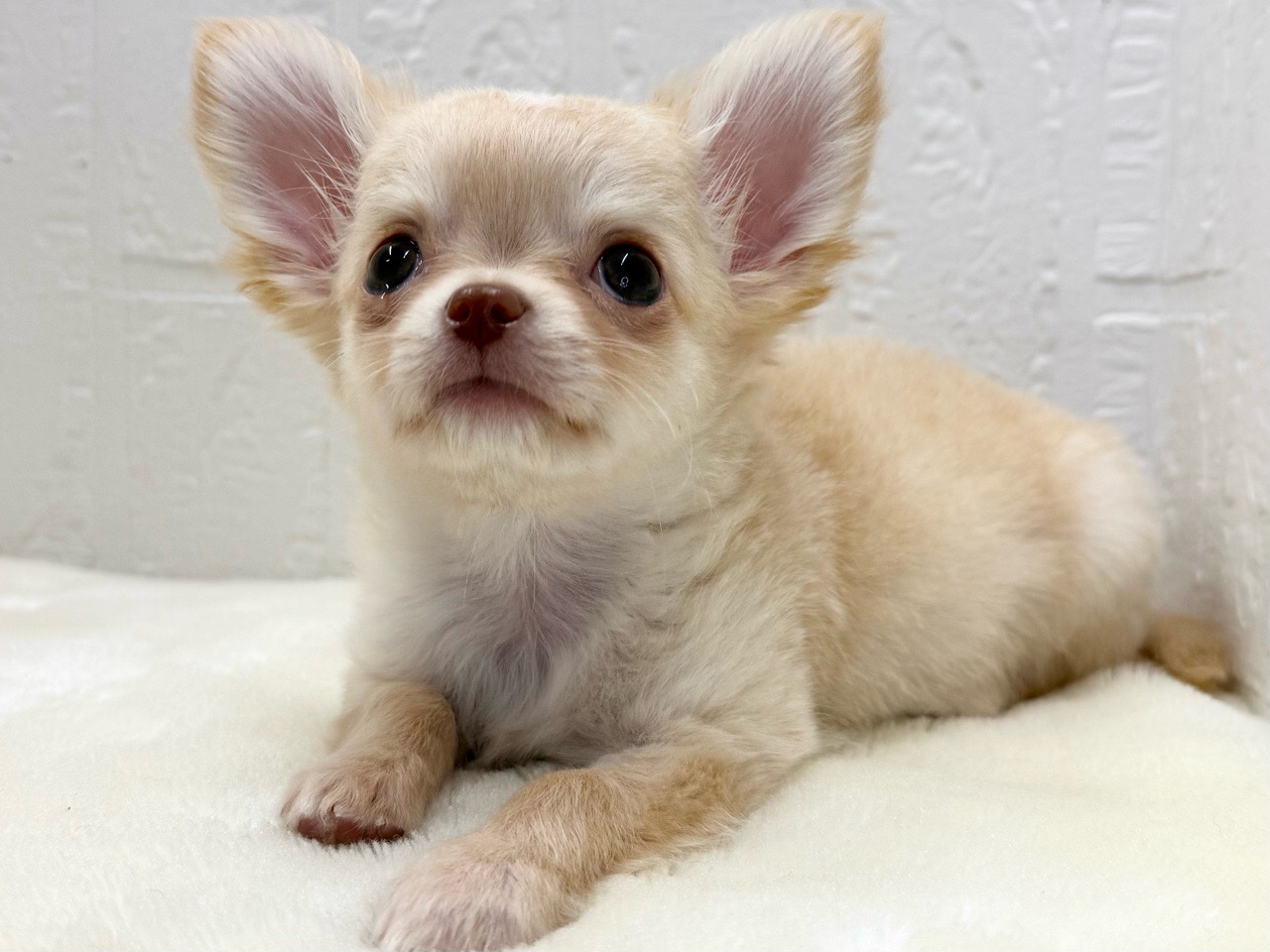 東京都のチワワ(ロング) (かねだい青梅店/2026年1月1日生まれ/男の子/クリーム)の子犬の2枚目の画像