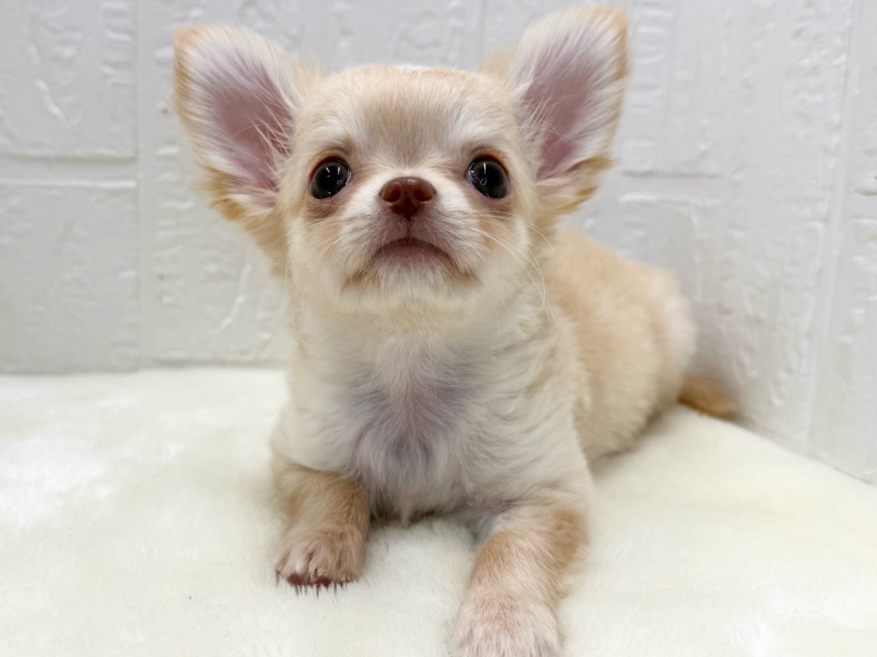 東京都のチワワ(ロング) (かねだい青梅店/2026年1月1日生まれ/男の子/クリーム)の子犬の3枚目の画像