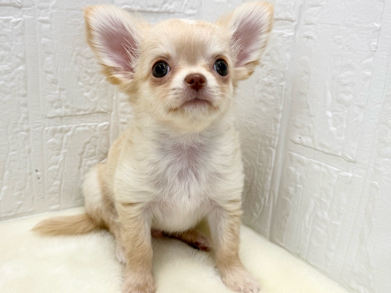 東京都のチワワ(ロング) (かねだい青梅店/2026年1月1日生まれ/男の子/クリーム)の子犬の4枚目の画像