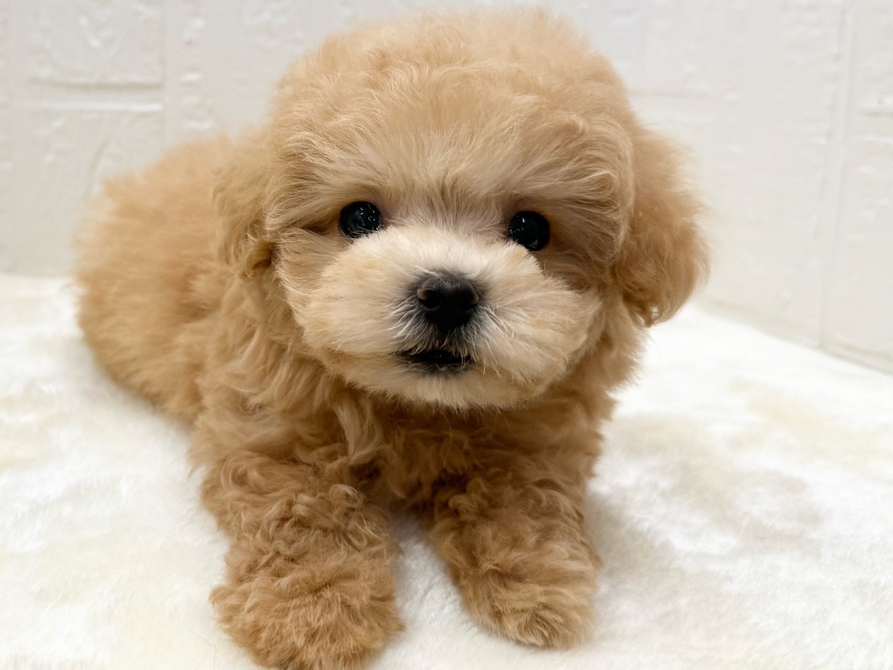 東京都のマルプー(マルチーズ×プードル) (かねだい青梅店/2026年1月5日生まれ/女の子/アプリコット)の子犬の1枚目の画像