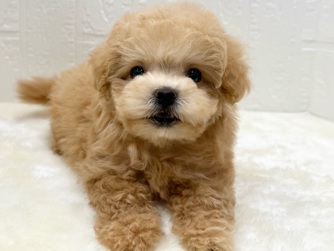 東京都のマルプー(マルチーズ×プードル) (かねだい青梅店/2026年1月5日生まれ/女の子/アプリコット)の子犬の2枚目の画像