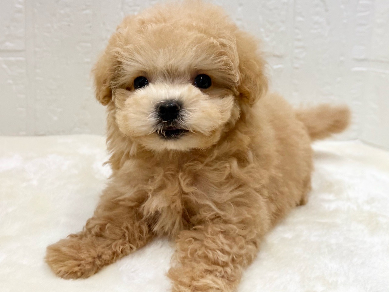 東京都のマルプー(マルチーズ×プードル) (かねだい青梅店/2026年1月5日生まれ/女の子/アプリコット)の子犬の3枚目の画像