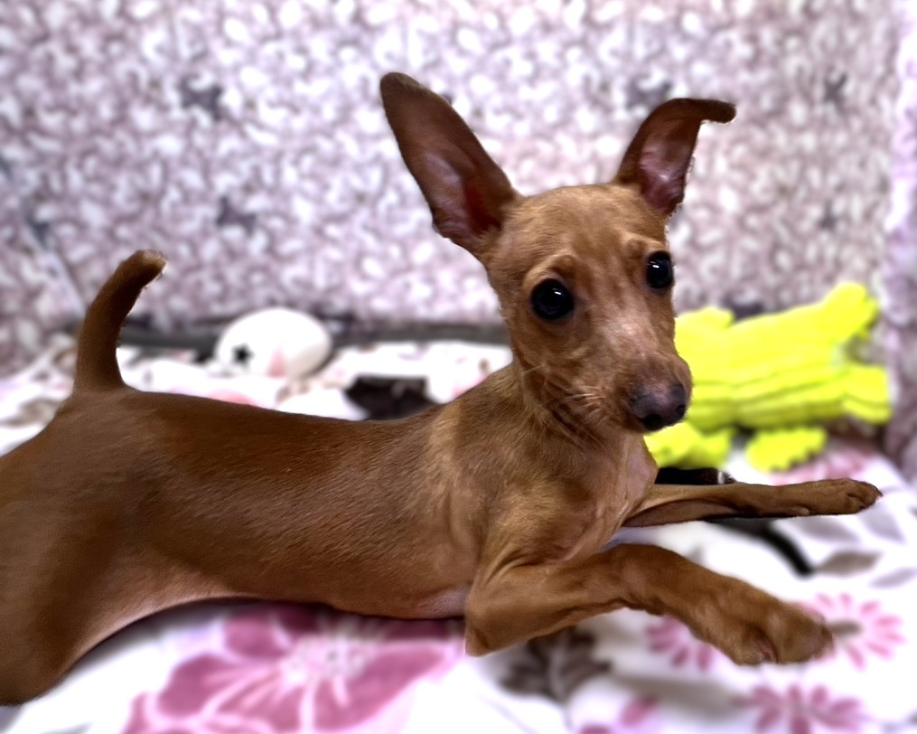 茨城県のミニチュアピンシャー (かねだいペットトライアル利根川/2025年10月23日生まれ/男の子/レッド)の子犬の1枚目の画像