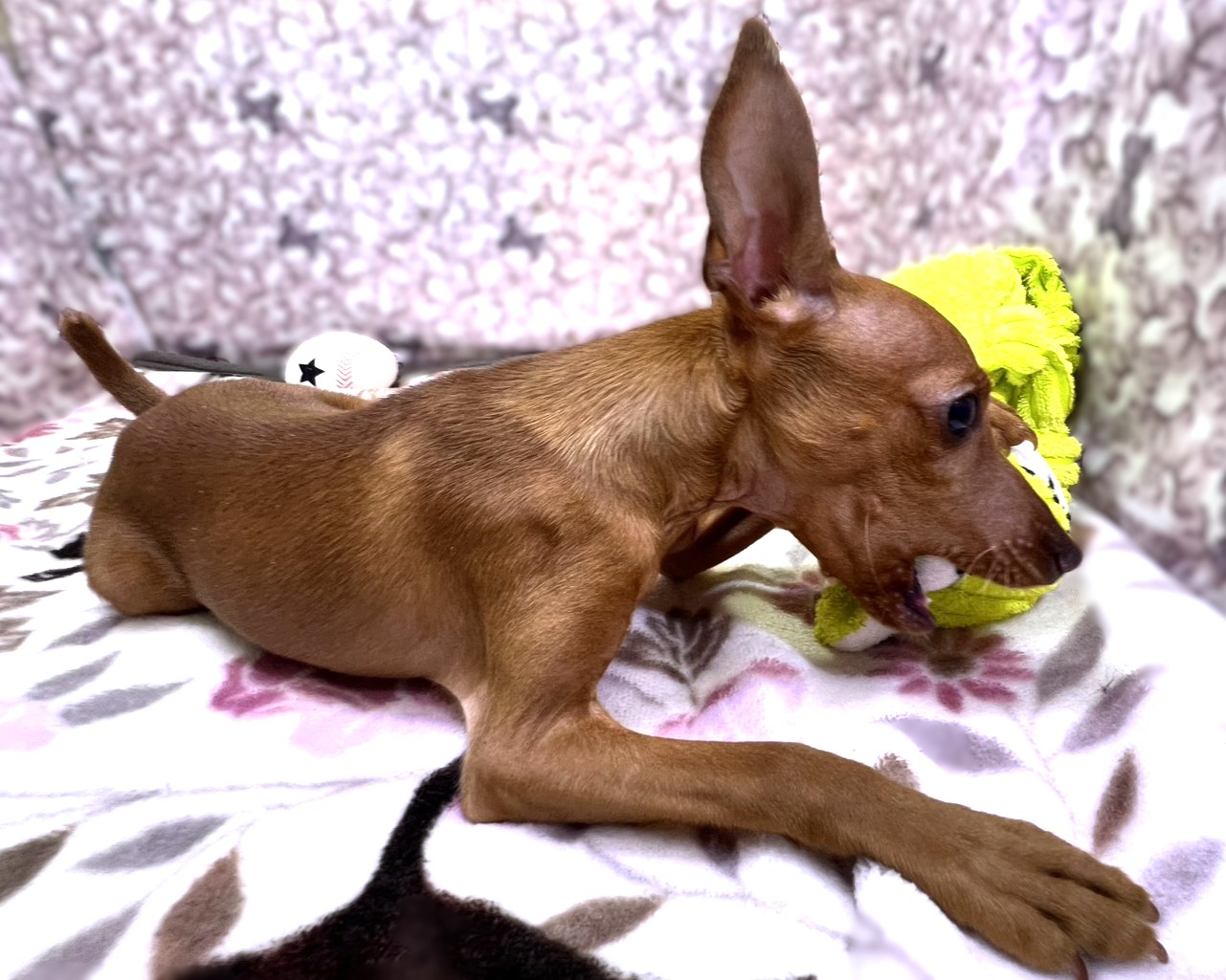 茨城県のミニチュアピンシャー (かねだいペットトライアル利根川/2025年10月23日生まれ/男の子/レッド)の子犬の2枚目の画像