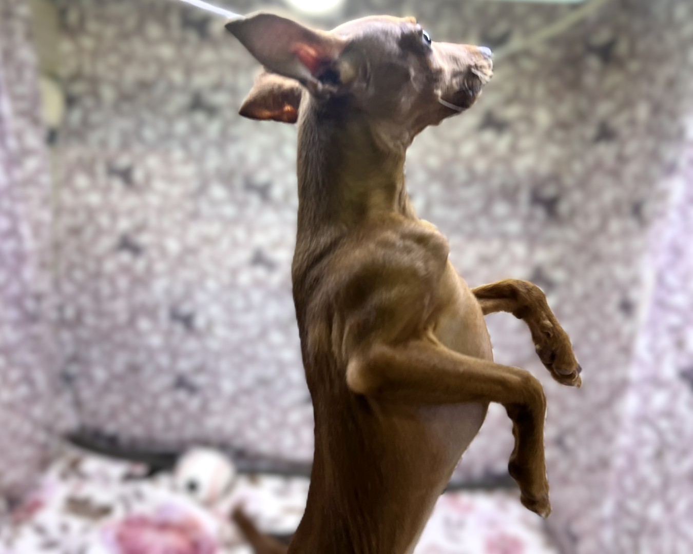 茨城県のミニチュアピンシャー (かねだいペットトライアル利根川/2025年10月23日生まれ/男の子/レッド)の子犬の3枚目の画像