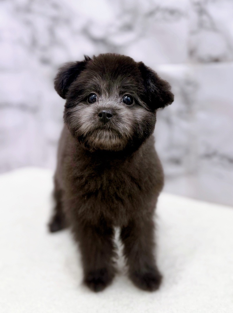 神奈川県のポメプー(ポメラニアン×プードル) (かねだい東戸塚店/2025年12月13日生まれ/女の子/ブラック)の子犬の1枚目の画像