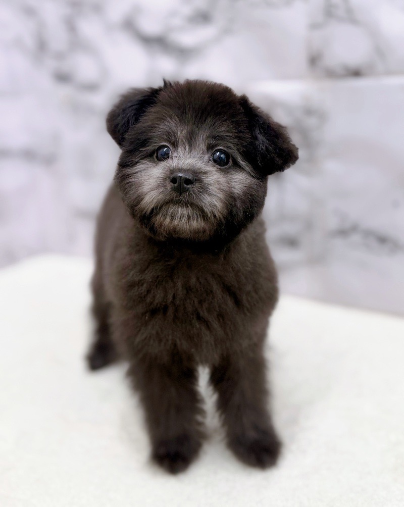 神奈川県のポメプー(ポメラニアン×プードル) (かねだい東戸塚店/2025年12月13日生まれ/女の子/ブラック)の子犬の2枚目の画像