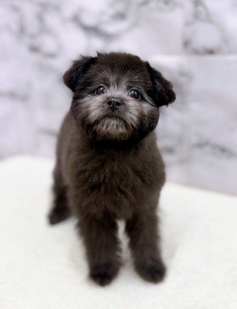 神奈川県のポメプー(ポメラニアン×プードル) (かねだい東戸塚店/2025年12月13日生まれ/女の子/ブラック)の子犬の3枚目の画像