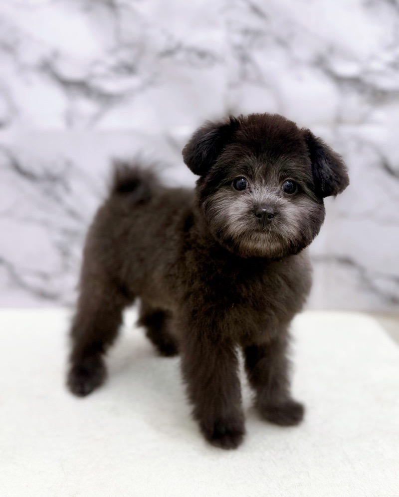 神奈川県のポメプー(ポメラニアン×プードル) (かねだい東戸塚店/2025年12月13日生まれ/女の子/ブラック)の子犬の4枚目の画像