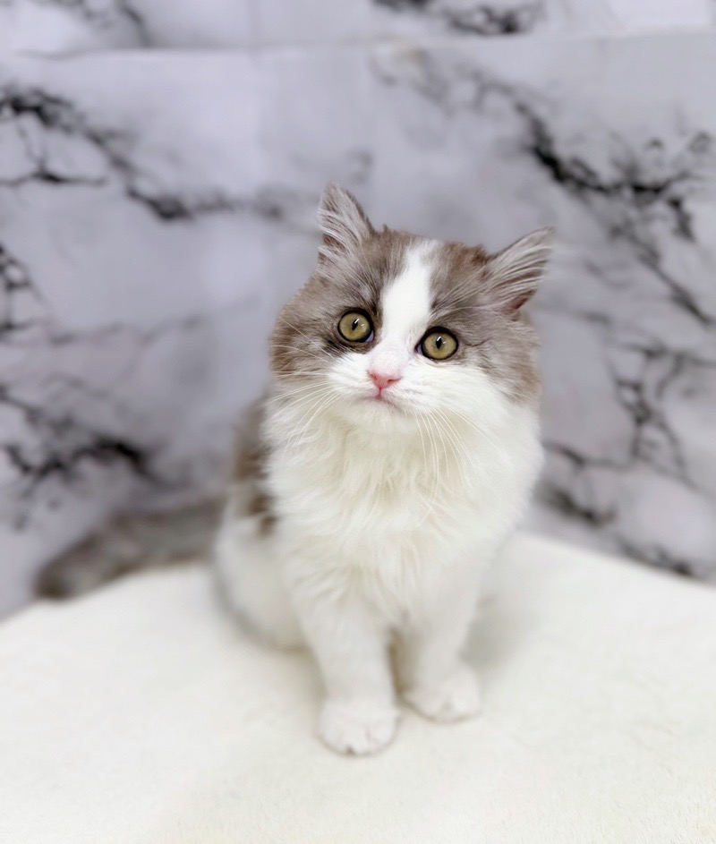 神奈川県のミヌエット (かねだい東戸塚店/2025年12月24日生まれ/男の子/ブルータビーホワイト)の子猫の1枚目の画像