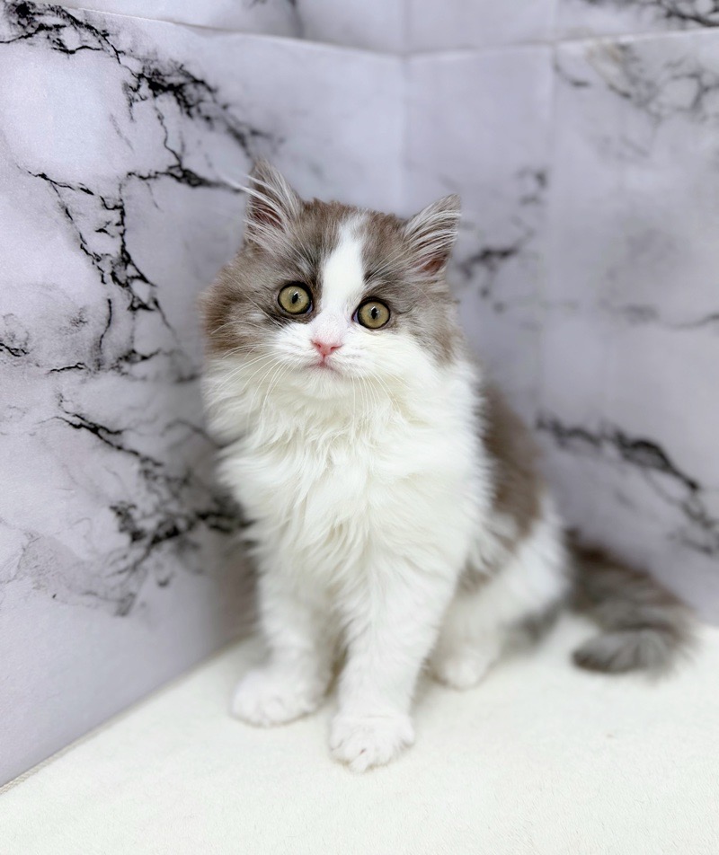 神奈川県のミヌエット (かねだい東戸塚店/2025年12月24日生まれ/男の子/ブルータビーホワイト)の子猫の2枚目の画像