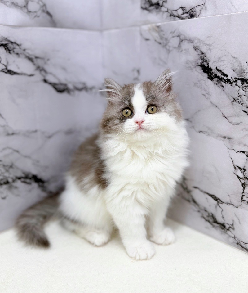 神奈川県のミヌエット (かねだい東戸塚店/2025年12月24日生まれ/男の子/ブルータビーホワイト)の子猫の4枚目の画像